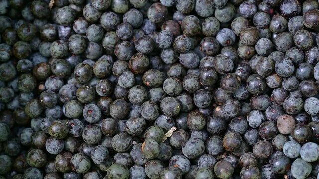 Acai Berry Picking. Fresh raw acai berries, macro shot. Detail of dark purple organic acai berries fruit background. Agriculture-Farming idea.