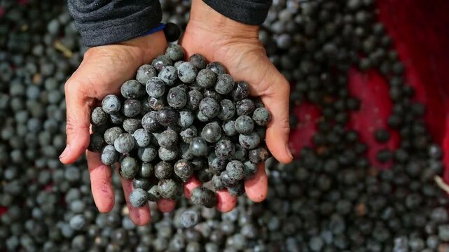 Acai berry harvest. Farmer hands scooping and holding fresh raw acai berries in a red basin. Close up of organic acai berry agricultural farming concept.