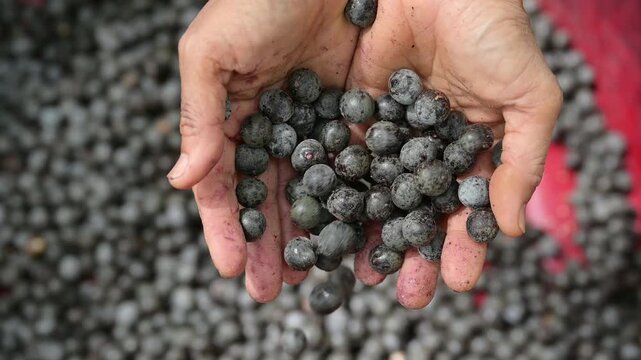 Acai berry harvest. Farmer hands holding and dropping fresh raw acai berries into a red basin. Close up of organic acai berry agricultural farming concept.