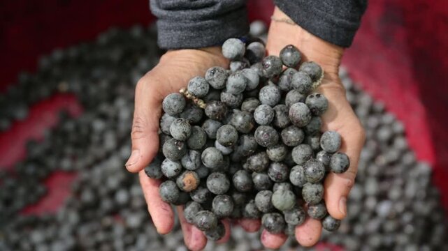 Acai berry harvest. Farmer hands scooping and holding fresh raw acai berries in a red basin. Close up of organic acai berry agricultural farming concept.
