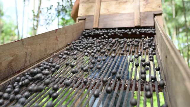 Acai berry harvest. Fresh raw acai berries rolling down a wooden sorting machine grate outdoors. Agricultural farming and harvesting concept of organic fruit.