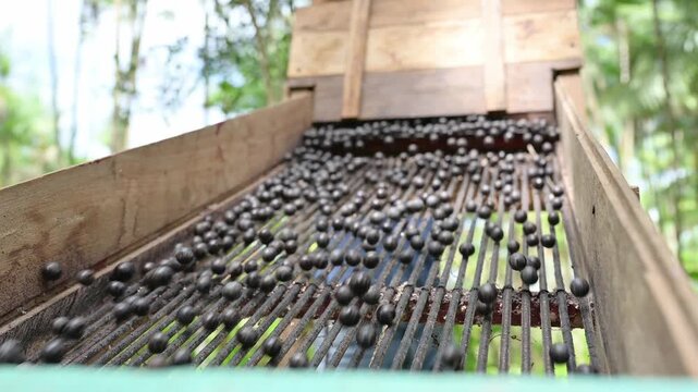 Acai berry harvest. Fresh raw acai berries rolling down a wooden sorting machine grate outdoors. Agricultural farming and harvesting concept of organic fruit.