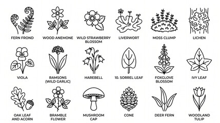 Obraz premium Forest Plants and Woodland Flowers Minimal Line Art Icon Set with Fern Frond, Wood Anemone, Viola, Foxglove, Mushroom, and Oak Leaf Vector Illustration