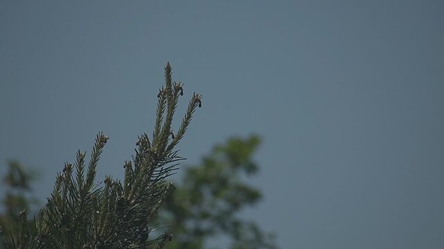 Tree branches swaying in the wind against a cloudy overcast sky
