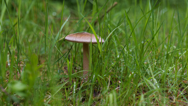 Tawny grisette mushroom growing in green moss. Close-up macro of wild Amanita fulva fungus in the forest