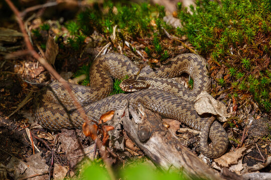 Common European adder viper snake basking on dry leaves and moss in a forest. Wild venomous reptile Vipera berus close-up