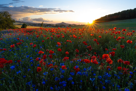poppy meadow during summer sunset in Kaczawskie mountains in Poland