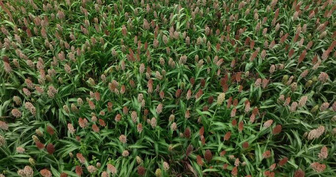 Jowar grain sorghum crop farm	