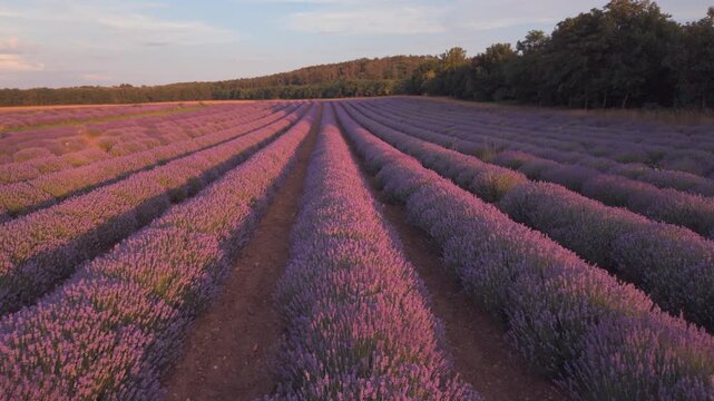 Luftaufnahme eines bl&uuml;henden Lavendelfelds im Burgenland, &Ouml;sterreich, bei Abendsonne &ndash; Drohnenvideo mit langen, violetten Lavendelreihen (Vorw&auml;rtsbewegung, tief)