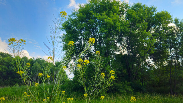 Bright yellow field mustard flowers bloom in a lush green meadow with large deciduous trees under a blue sky during spring or summer.