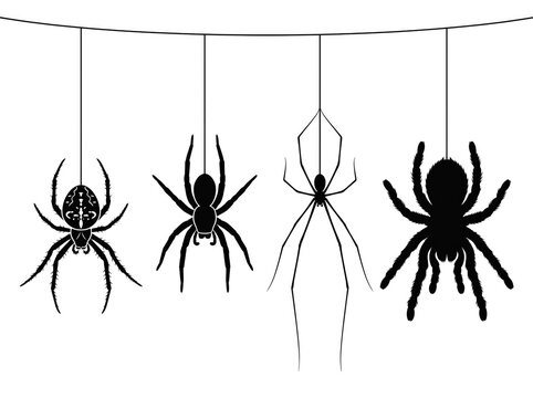 Four spiders hanging from silken threads black and white vector illustration