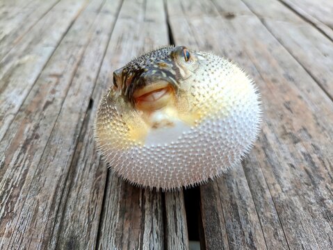 Close-up photograph of an inflated porcupinefish (blowfish) displaying its defensive spines and distinctive patterned body on a wooden surface