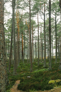 Forest scene around lake Loch An Eileen in misty Scotland.