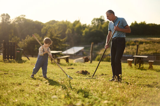 Grandfather and grandson are raking hay