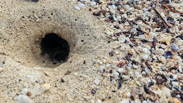 Closeup of a crab burrow in the sand surrounded by colorful seashells and pebbles on a beach. coastal background