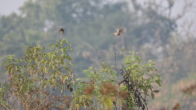 Scaly-breasted munia or&nbsp;Lonchura punctulata brids. Its common name is&nbsp;spotted munia, &nbsp;nutmeg mannikin and&nbsp;spice finch. It  is a&nbsp;sparrow-sized&nbsp;estrildid finch&nbsp;native to tropical Asia. 