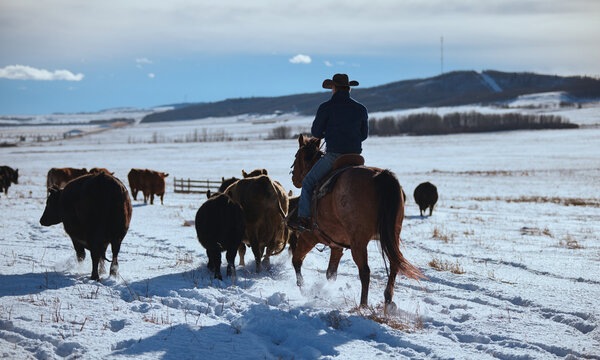 Cowboy Herding Cattle in Snow-Covered Field During Winter Season