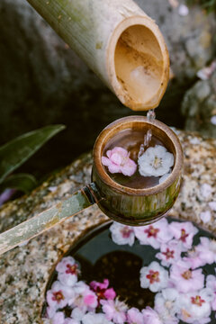 Water flowing from bamboo in a Japanese garden.