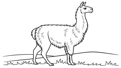 Black and white line art drawing of a standing llama with illustration, wildlife © Md