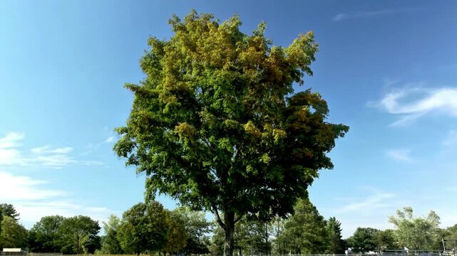Seasonal Comparison of Maple Tree in Summer Autumn and Winter