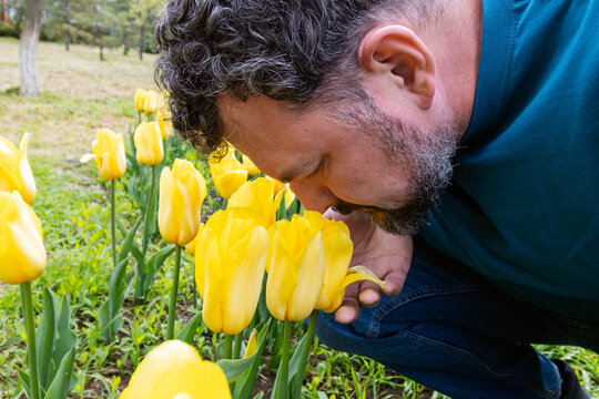 Man smelling yellow tulips in a garden