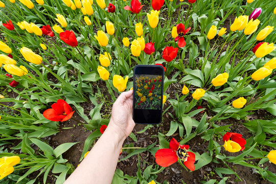 Taking a photo of tulips in a garden