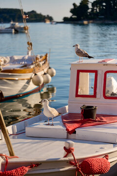Seagulls resting on fishing boat