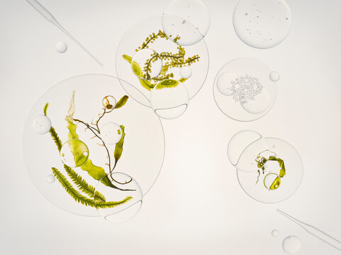 Algae in bubbles 