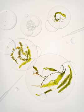 Algae in bubbles 