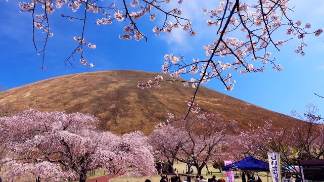 さくらの里　大室山
