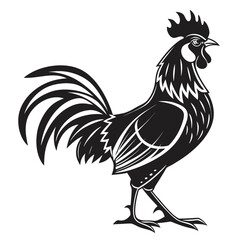 rooster isolated on white background © UmmaeHafsha