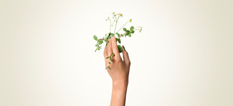 hand holding chamomile flower 