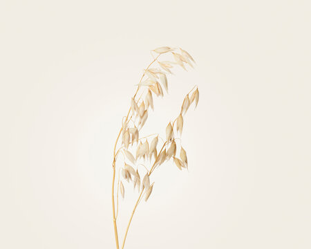 Ear of oats against a cream background 