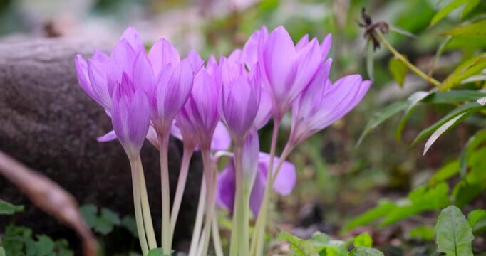 A light purple coppice with moisture, this coppice in drops of water has an open cup with dark anthers in the center of the inflorescence.