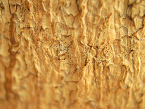 wooden bark close up of cork-tree