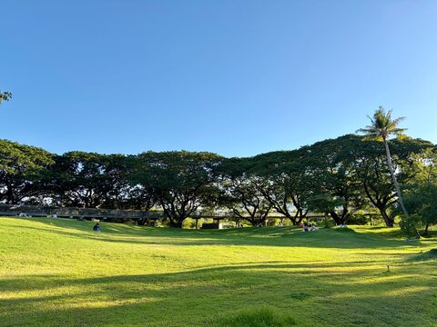 Scenic Urban Forest Park with Grassy Field and Rain Tree, East Indian Walnut, Monkey Pod (Samanea saman) Under a Blue Sky at Benchakitti Park (Benjakitti Park), Bangkok, Thailand - The sun is shining 