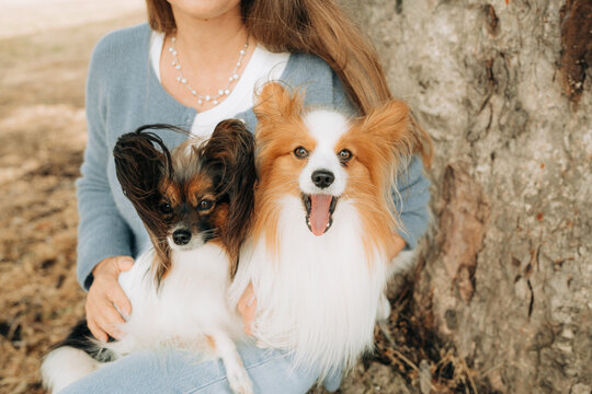 Close Portrait of Continental Toy Spaniel Dogs