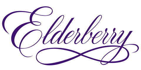 Elderberry elder sambucus with black berry logo for lettering isolated hand. Background icon vector with design food nature for art illustration leaf. Label white elderberry with black.  © Tetiana Kubara