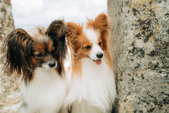 Close Up Portrait of Two Papillon Dogs Near Stone Wall