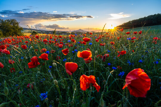 poppy meadow during summer sunset in Kaczawskie mountains in Poland