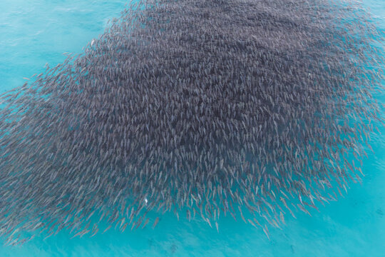 School of Australian Salmon. Sleaford Bay. . South Australia.