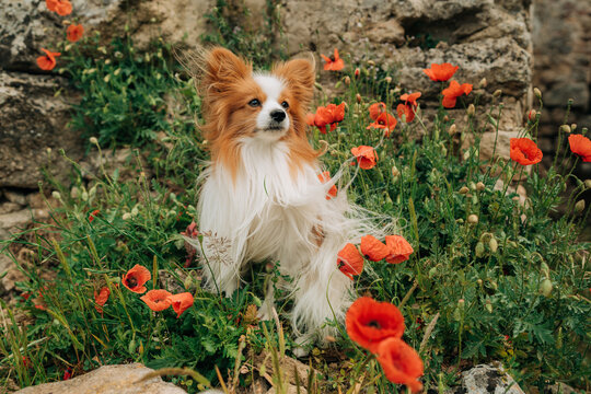 Papillon dog sitting among red poppy flowers outdoors