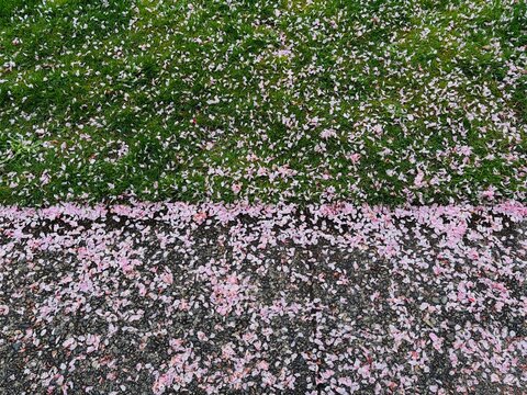 Scattered cherry blossom pedals