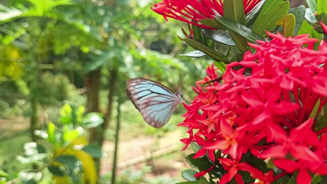 Blue Tiger Butterfly Feeding on Red Ixora Flowers