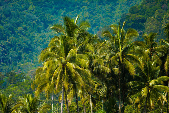 Coconut plantations provide high economic benefits through processed products such as copra and oil, food security and health from coconut fruit and water, and environmental preservation in preventing