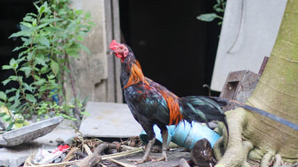 Thai gamecock standing outdoors in a rural backyard © aikshwe