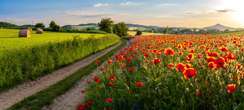 amazing landscape of poppies meadow during sunset in Land of Extinct Volcanoes in Poland