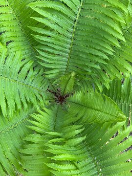 Fern in Spring