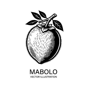 Hand Drawn Mabolo Velvet Apple Fruit Vector Botanical Illustration