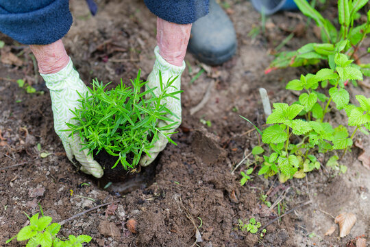 Planting Rosemary